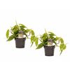 Plantas De Interior – 2 × Philodendron Scandens – Altura: 15 Cm