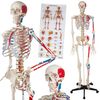Esqueleto Anatómico Con Musculatura Y Huesos Numerados