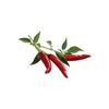 Click & Grow - Pimienta Picante Pods, 3-pack