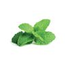 Click & Grow - Menta Pods, 3-pack