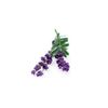 Click & Grow - Lavanda Pods, 3-pack