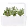 Click & Grow - Lavanda Pods, 3-pack