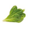 Click & Grow - Lechuga Romana Pods, 3-pack