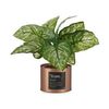 Planta Decorativa Home Cobre Lata (26 X 26 X 26 Cm) (6 Unidades)