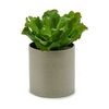 Planta Decorativa 20 X 25 X 20 Cm (6 Unidades)