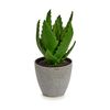 Planta Decorativa Aloe Vera 14 X 21 X 14 Cm Gris Verde Plástico (6 Unidades)