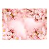 Fotomural Autoadhesivo - Magical Cherry Blossom:tamaño - 245x175