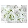 Fotomural Autoadhesivo - Satin Rose (green):tamaño - 441x315