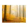 Papel Pintado 3d -  Bosque - Oto?o (250x193 Cm)