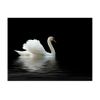 Papel Pintado 3d -  Cisne (blanco Y Negro) (200x154 Cm)