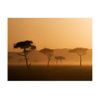 Papel Pintado 3d -  Massai Mara (200x154 Cm)
