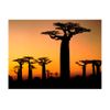 Papel Pintado 3d -  Árboles Africanos Baobab (250x193 Cm)