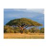 Papel Pintado 3d -  Acacia Africana- Parco Nacional Hwange, Zimbabwe (350x270 Cm)