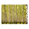 Papel Pintado 3d -  Bosque De Abedules (350x270 Cm)