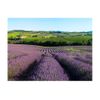 Papel Pintado 3d -  Campos De Lavanda (200x154 Cm)