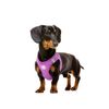 Arnés Body Para Perro Purple De Dukier - Talla S