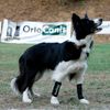 Muñequera Para Perros Con Lesiones De Tendones O Musculares