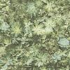 Papel De Pared Evergreen Succulent Verde Y Beige Noordwand