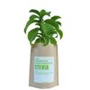 Kit Huerto Stevia Garden Pocket