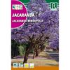 Semillas De Jacaranda Jacaranda Mimosifolia