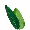 Planta Decorativa Verde Pvc 150 Cm Ave Del Paraíso