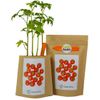 Kit Huerto Tomate Cherry Garden Pocket