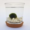 Kit Aquarium Marimo