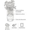 Cultivo Hidropónico Cilantro - Orégano