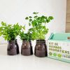 Kit Cultivo Interior De Aromáticas: Orégano, Cilantro Y Hierbabuena