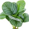 Planta Decorativa Alexandra House Living Plástico Calathea 50 Cm