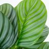 Planta Decorativa Alexandra House Living Plástico Calathea 50 Cm