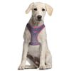 Arnés Para Perros Wonder Woman Nylon S-m. Producto Oficial Dc Comics