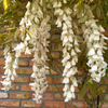 Wisteria Alba - 1 Unidad - 5litros