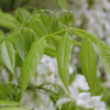 Wisteria Alba - 1 Unidad - 5litros