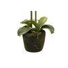 Orquidea Poliester Blanca Con Maceta 34x34x71 Cm