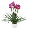 Planta Orquidea Cattleya 60x60x70 Cm