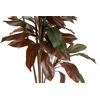 Planta Ordyline Fruticosa 80x80x170 Cm