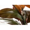 Planta Ordyline Fruticosa 80x80x170 Cm