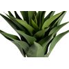 Planta Agave Attenuata 75x75x82 Cm