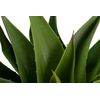 Planta Agave Attenuata 75x75x82 Cm