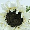 Pack De 6 Ramos De Girasol 3 Flores Wellhome 56cm Blanco