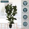 Planta Artificial De Ficus Robusta L.40 X P.40 X A 120, Verde