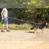 Primematik - Correa Ajustable Para Perros De Jogging 160-220 Cm. Correa Manos Libres Elástica Y Reflectante Con Cinturón Ma16000