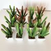 Pack 12 Cactus Kañanchoe Surtidos Artificiales Con Maceta De Ceramica