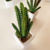 Pack 12 Cactus Kañanchoe Surtidos Artificiales Con Maceta De Ceramica