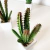 Pack 12 Cactus Kañanchoe Surtidos Artificiales Con Maceta De Ceramica