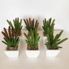 Pack 6 Cactus Cereus Surtidos Artificiales Con Maceta Wellhome