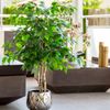 Ficus Artificial 105 Cm