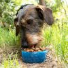 Botella Con Depósito De Agua Y Comida Para Mascotas 2 En 1 Pettap Innovagoods