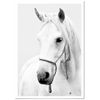 Panorama® Poster Con Paspartú Caballo 21x30cm | Impreso En Papel De Alta Calidad De 250gr | Poster De Animales | Cuadros Decorativos De Animales | Cuadros Salón Modernos | Cuadros Dormitorio